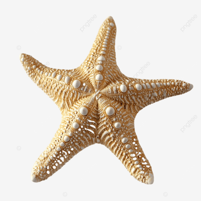 海岸线上错综复杂的海星贝壳