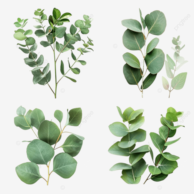 桉树四个季节图片素材