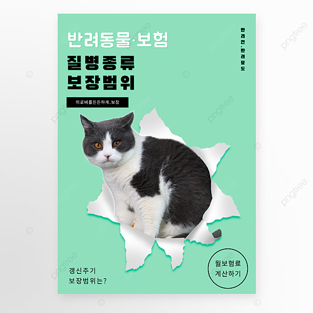 绿色宠物保险猫咪健康海报