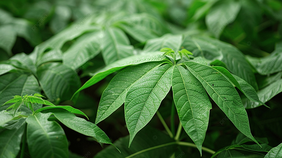花园里新鲜的绿色木薯叶