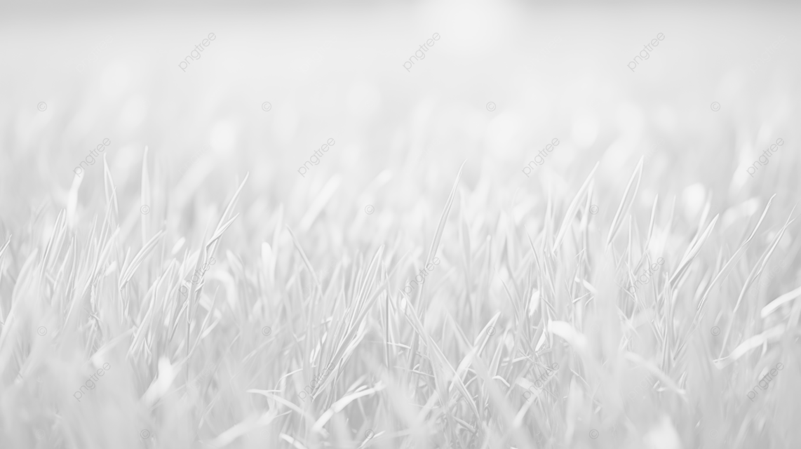 春天的草地充满活力的绿草纹理背景