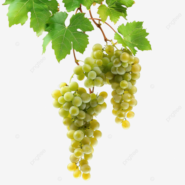 库存图片，葡萄藤上挂着一串葡萄