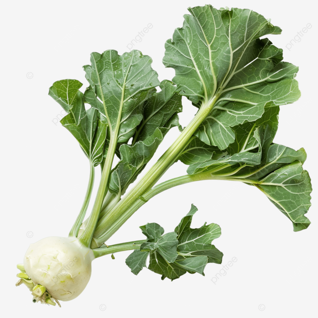 植物绿色大头菜