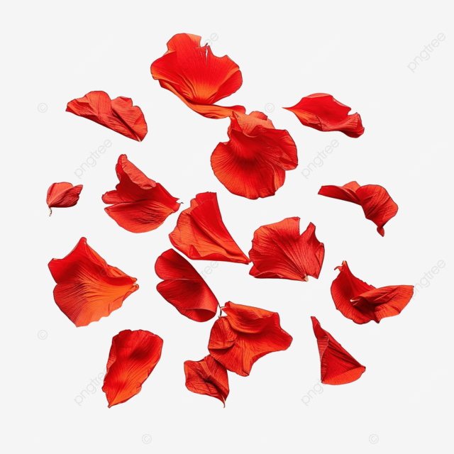花 红色 花瓣
