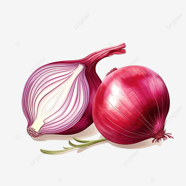 紅洋蔥插圖